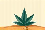 Illustration of a single, healthy succulent plant growing from parched earth, symbolizing water conservation.