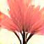 Blooming flower icon