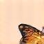 Butterfly icon